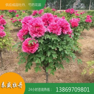菏澤牡丹基地 優(yōu)質(zhì)牡丹樹供應(yīng) 百年牡丹古樹培育 觀賞牡丹樹價格
