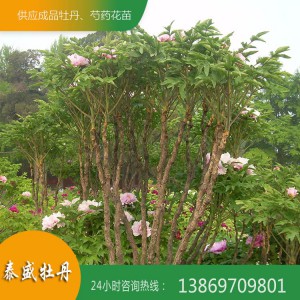 菏澤牡丹基地 優(yōu)質(zhì)牡丹樹供應(yīng) 百年牡丹古樹培育 觀賞牡丹樹價格