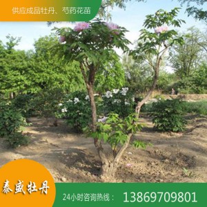 菏澤牡丹基地 優(yōu)質(zhì)牡丹樹供應(yīng) 百年牡丹古樹培育 觀賞牡丹樹價格