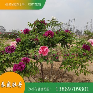 菏澤牡丹基地 優(yōu)質(zhì)牡丹樹供應(yīng) 百年牡丹古樹培育 觀賞牡丹樹價格