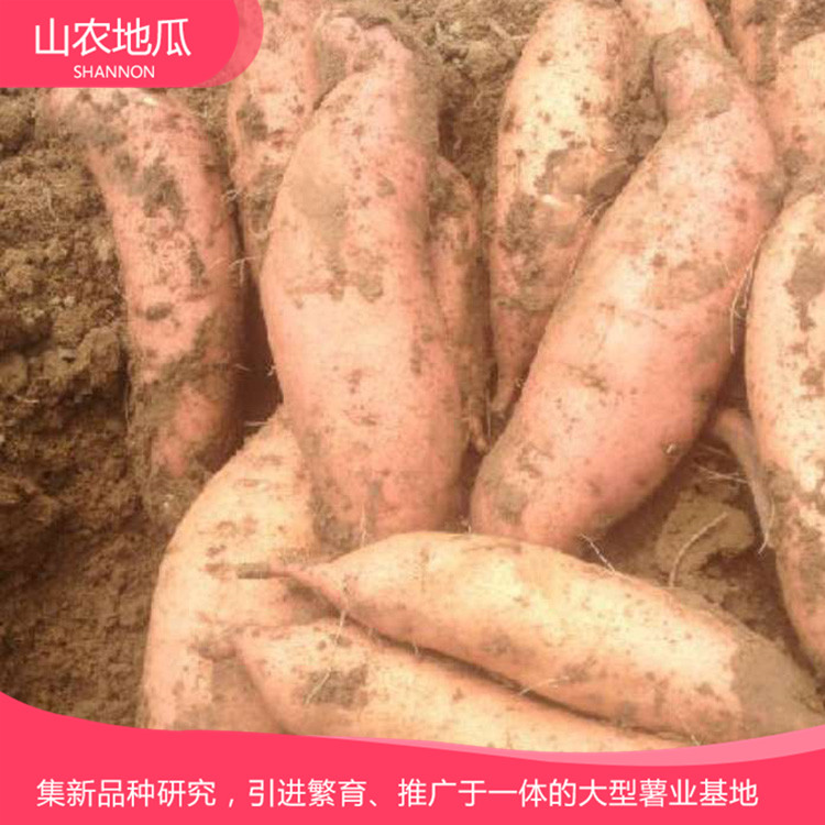 山東煙臺 廠家直銷地瓜苗 批發紅薯種苗 龍署九號地瓜苗價格