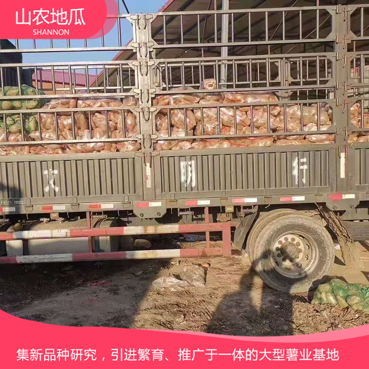 山東威海煙薯25 鶯歌 龍署九號地瓜基地直銷 廠家直銷西瓜紅價(jià)格