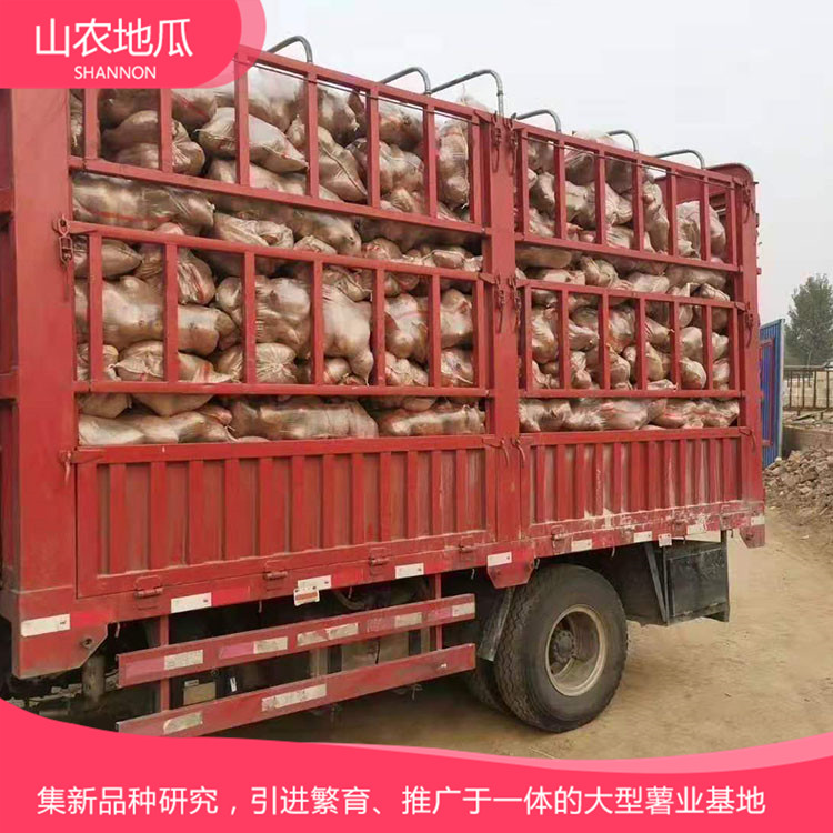 山東威海煙薯25 鶯歌 龍署九號地瓜基地直銷 廠家直銷西瓜紅價(jià)格