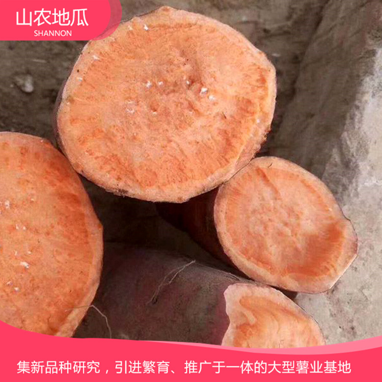 山東威海煙薯25 鶯歌 龍署九號地瓜基地直銷 廠家直銷西瓜紅價(jià)格