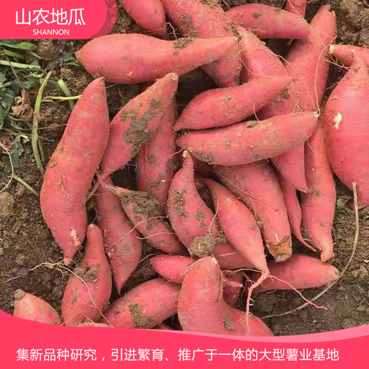 高品質地瓜菏澤紅丹地瓜種植 商薯19地瓜苗批發 普薯32 秦薯8號批發