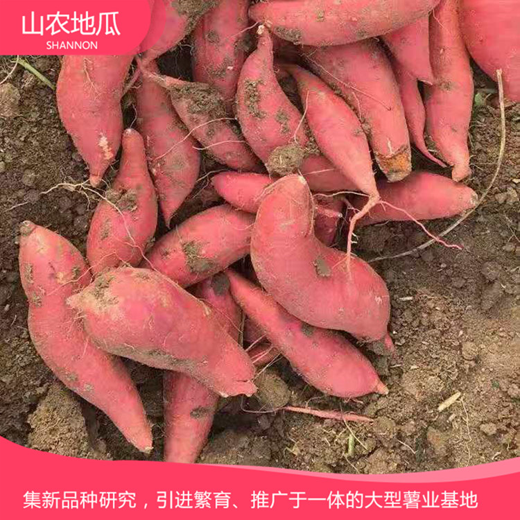 山東威海煙薯25 鶯歌 龍署九號地瓜基地直銷 廠家直銷西瓜紅價(jià)格