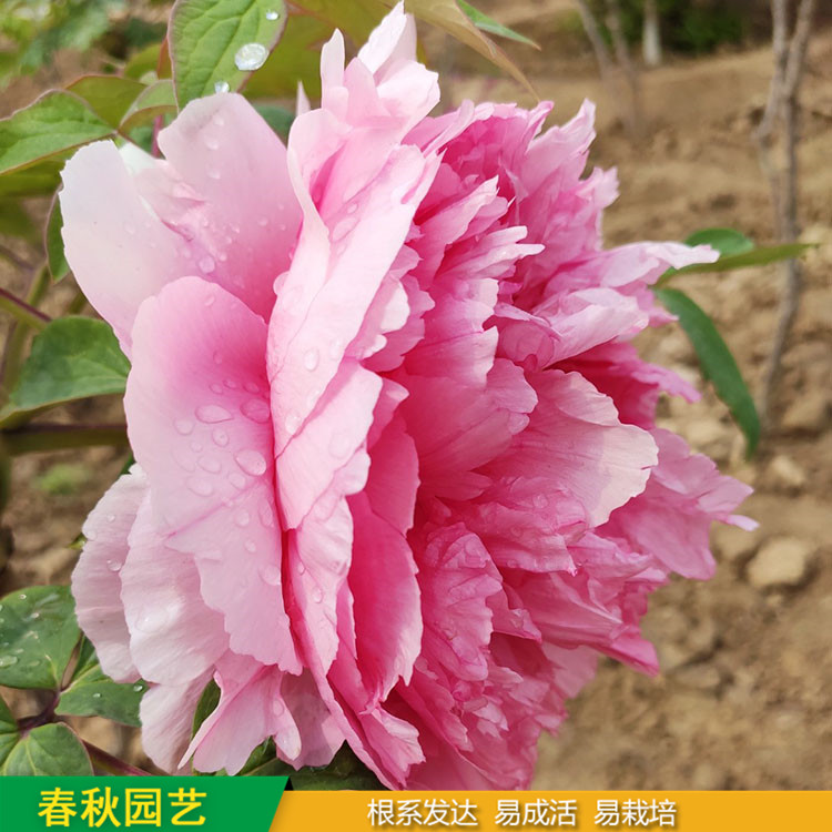 精品觀賞牡丹 室內(nèi)盆栽牡丹 品種眾多 耐寒喜陽 花色多